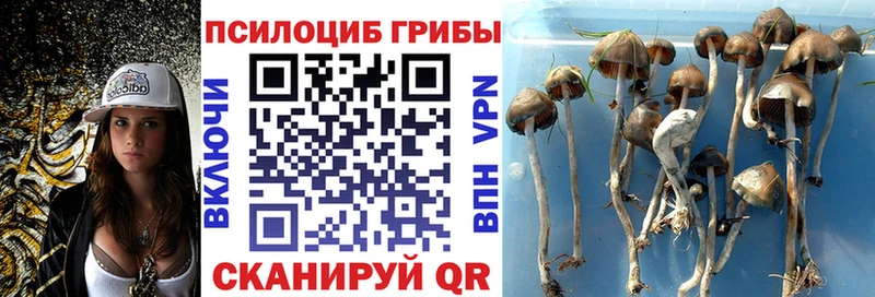 как найти   Шелехов  Псилоцибиновые грибы Magic Shrooms 